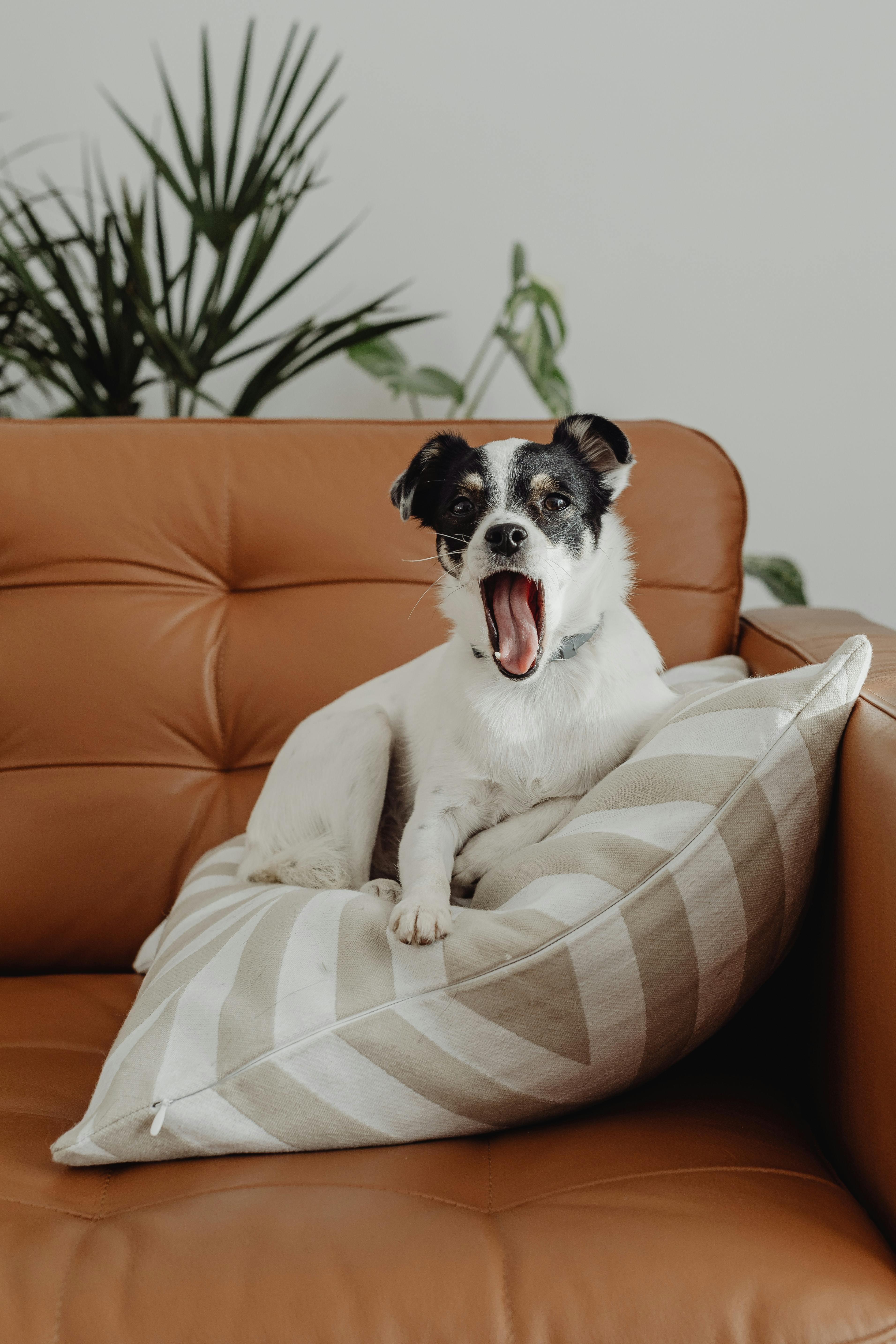 Dog yawns on couch