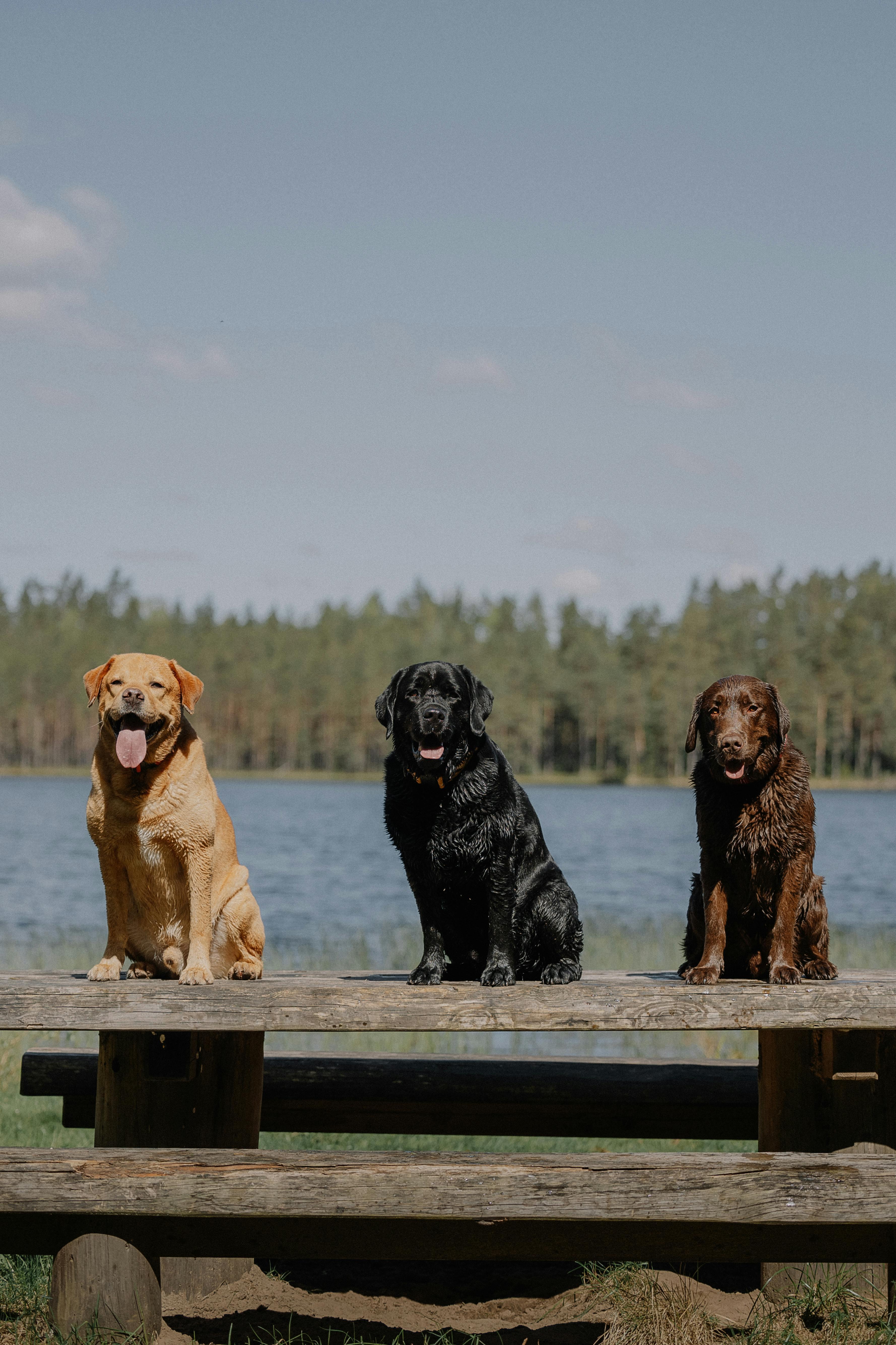 drei hunde auf holz