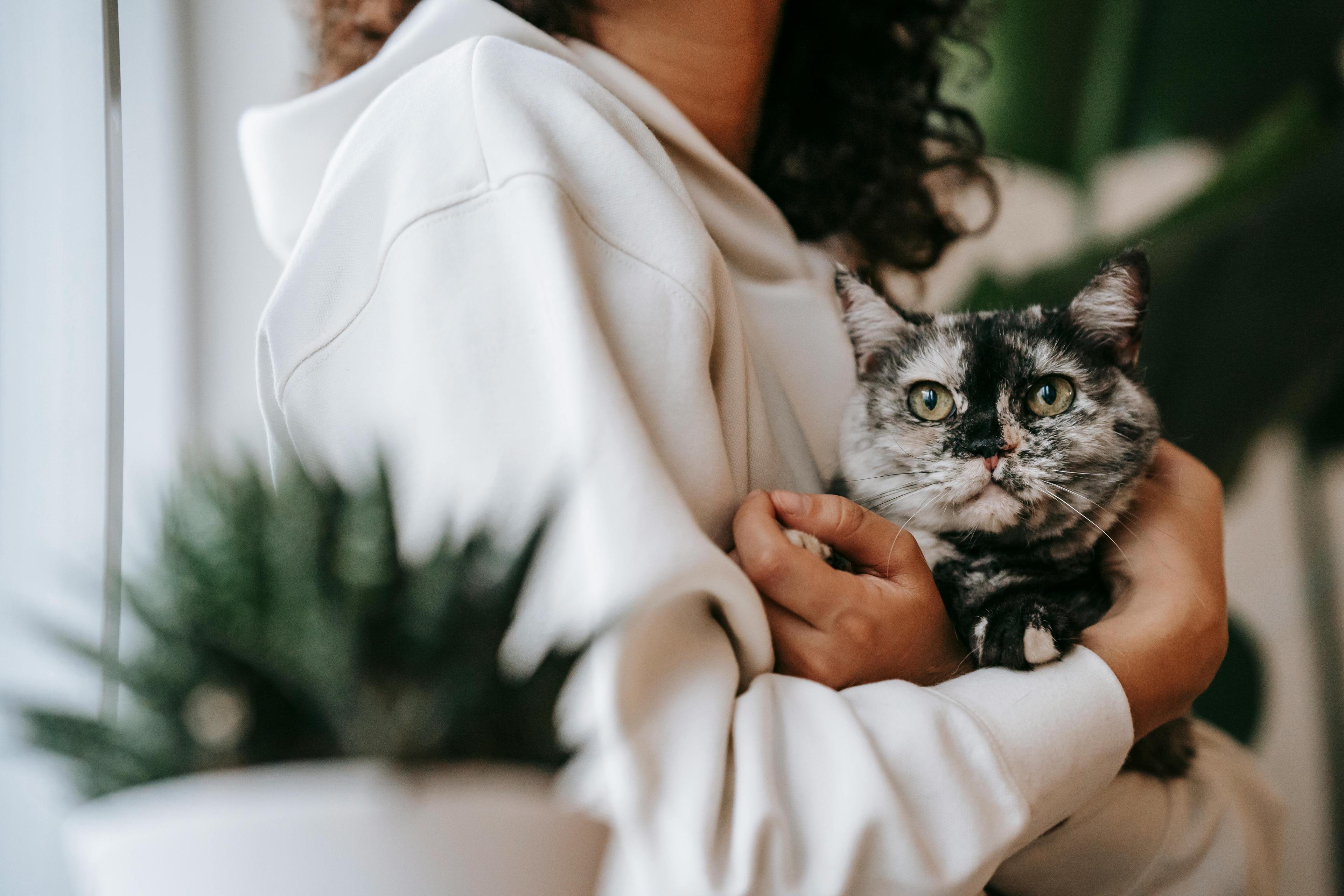 Lassie Haustierversicherung Katzen Hunde Startseite Katze kuscheln 