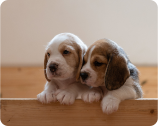 Two little puppies leaning against each other and peaking out from behind a wooden barrier. 