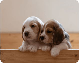 Two little puppies leaning against each other and peaking out from behind a wooden barrier. 