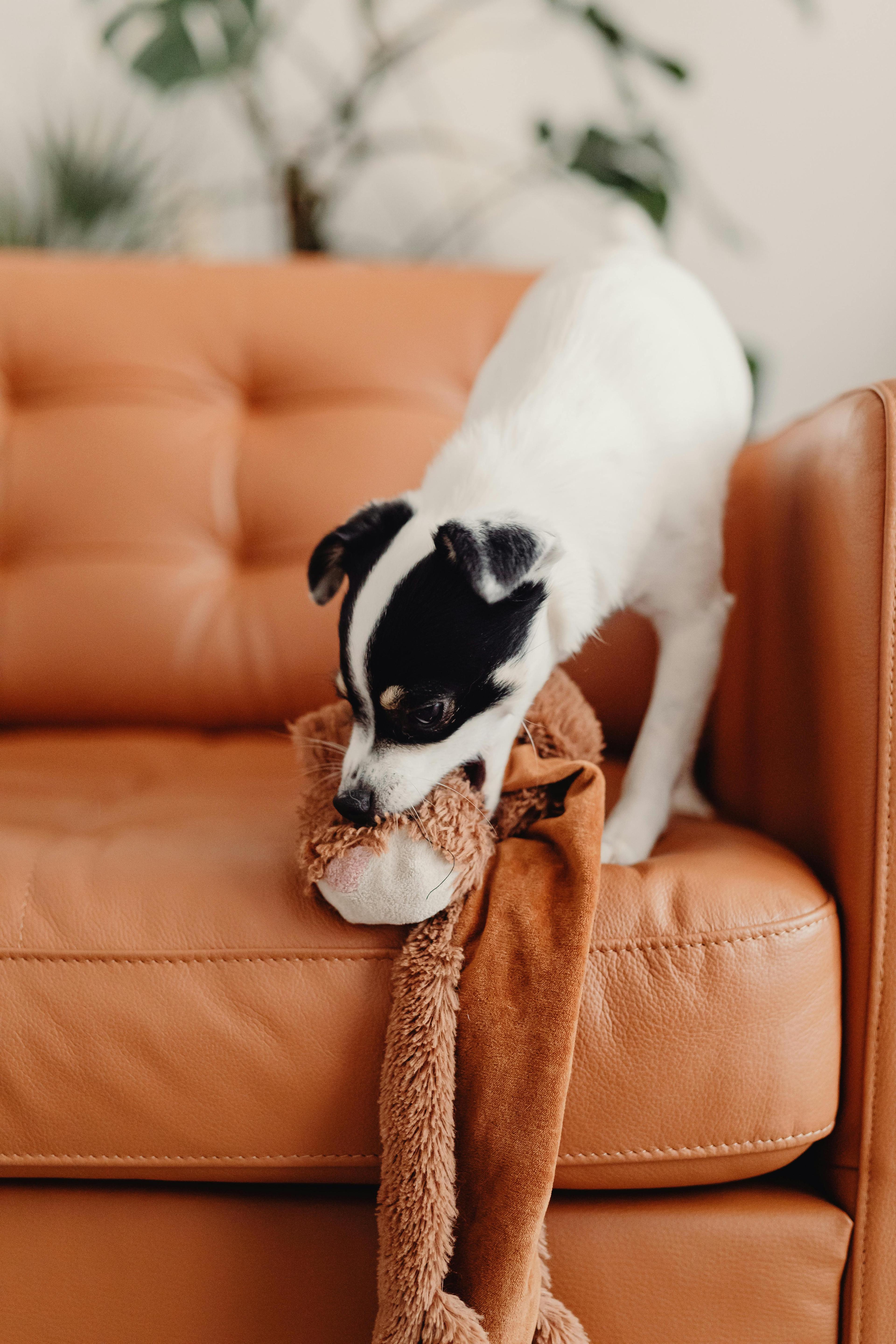 Lassie Haustierversicherung Hundehalter Hund Sofa kaputt