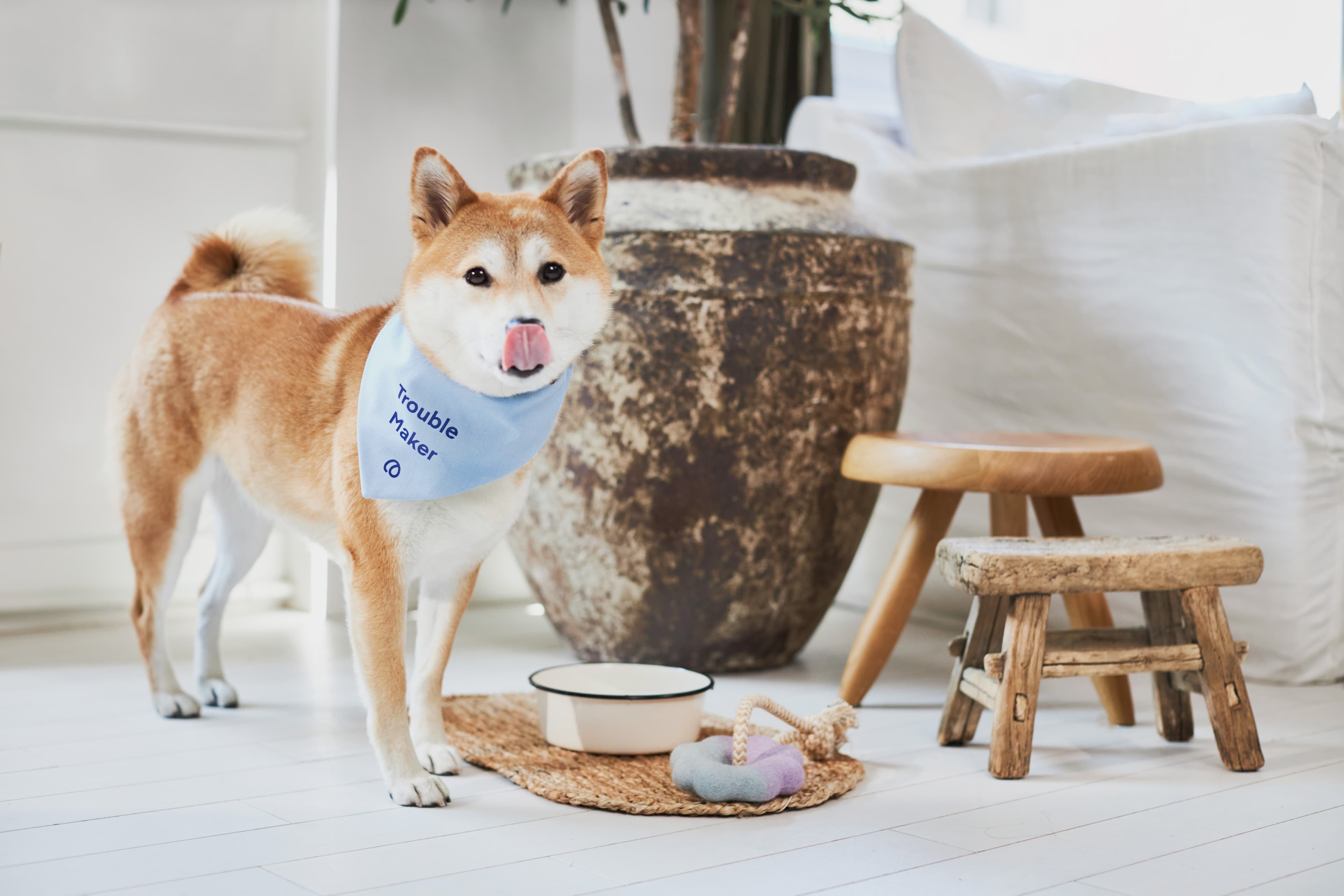 Lassie Haustierversicherung Hundehalter Hund Sofa kaputt