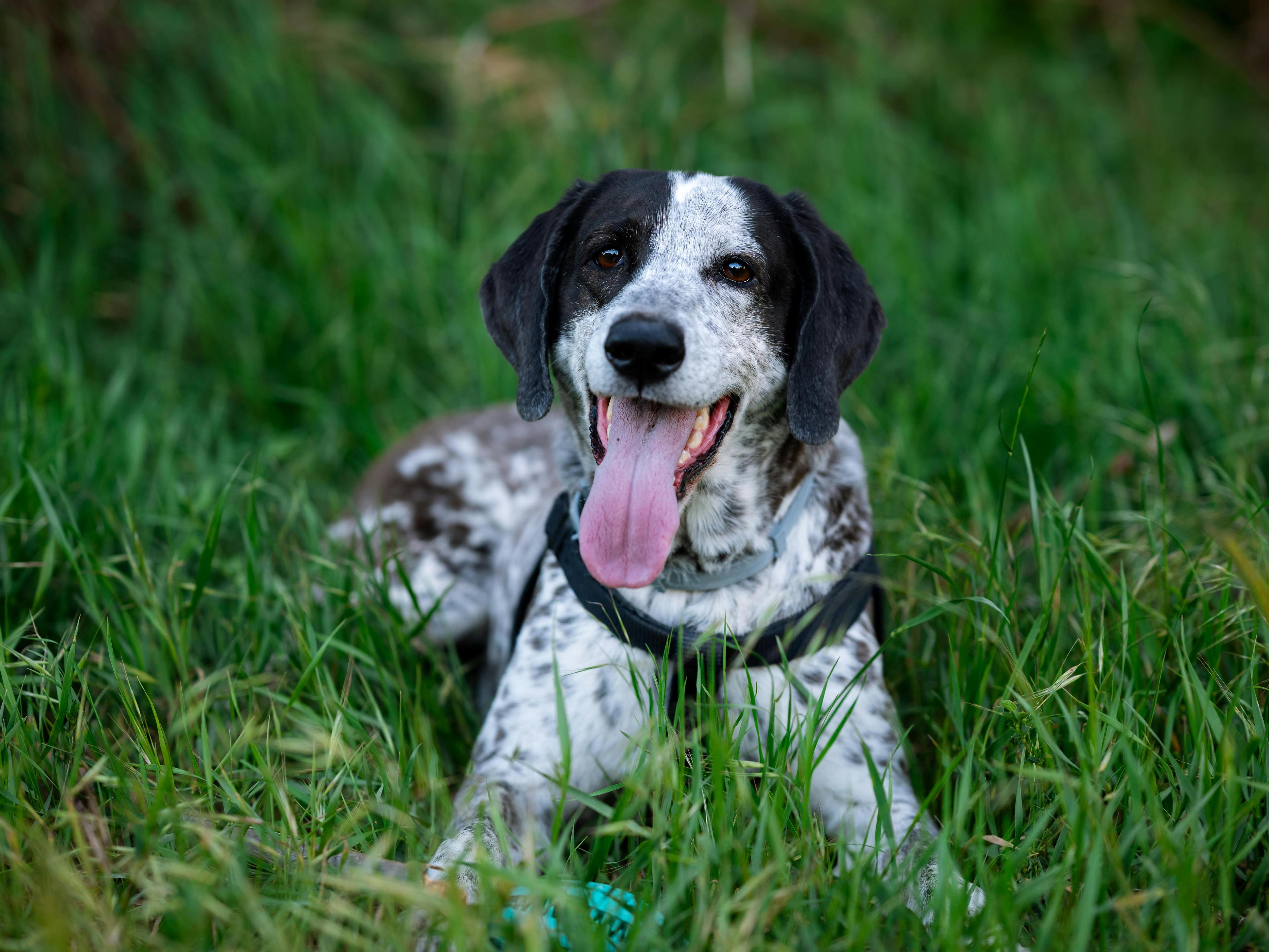 Dog in meadow