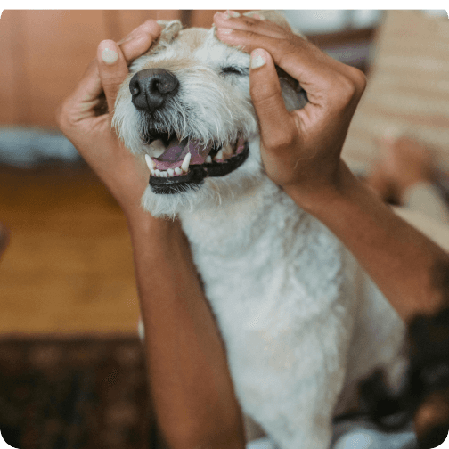 Dog being petted