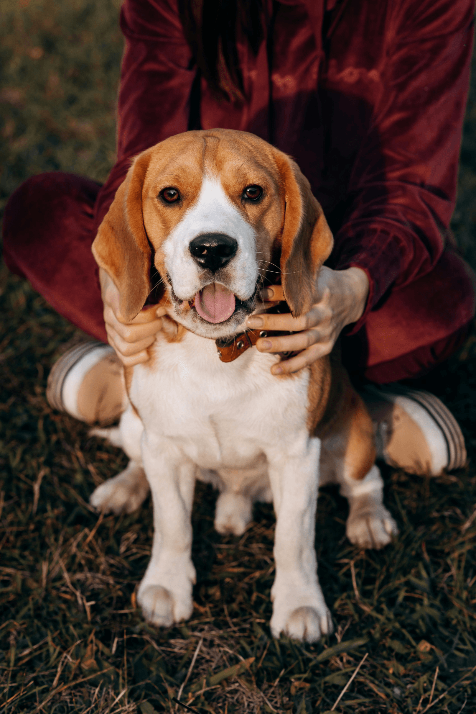 Hund OP Schutz