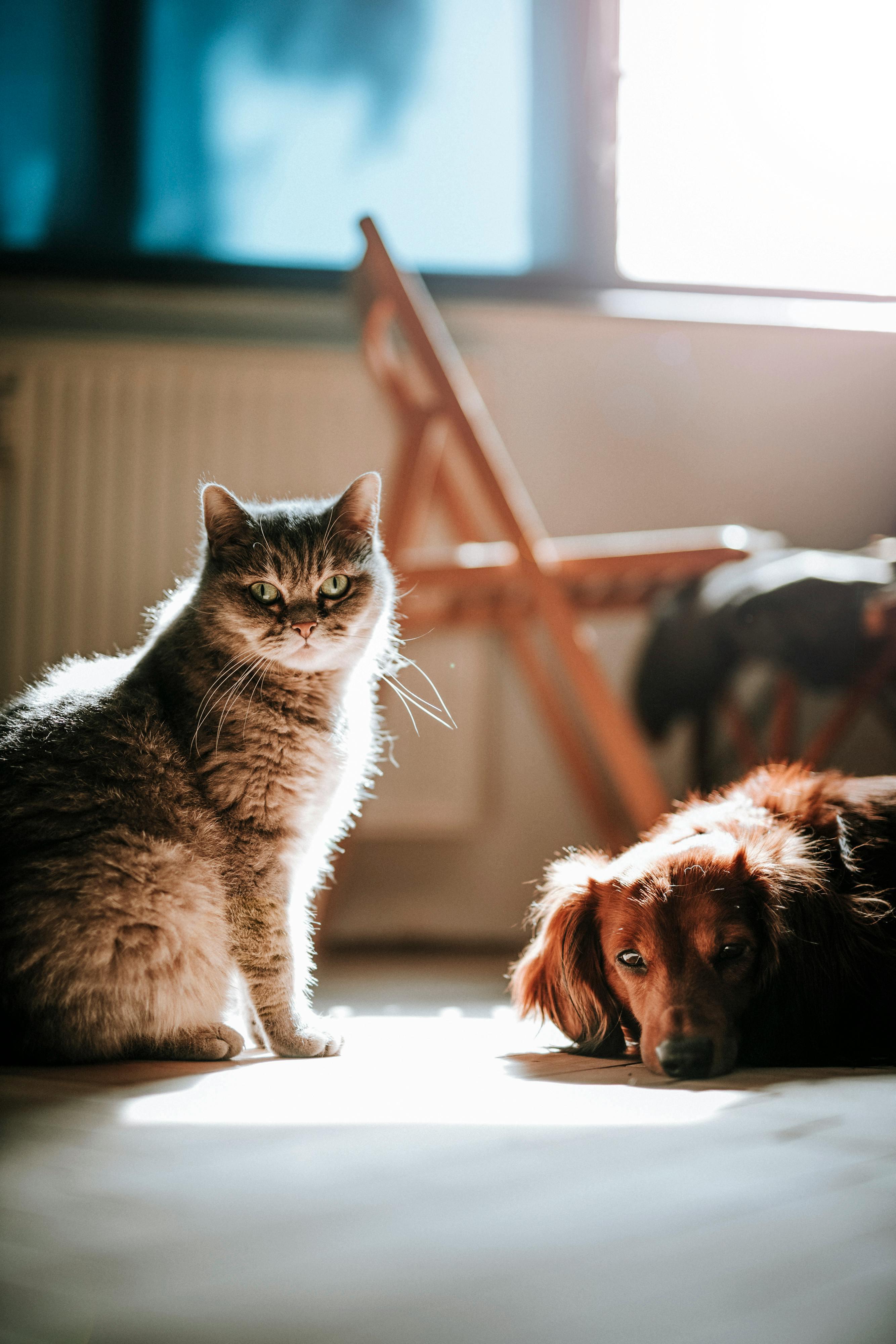 Lassie Haustierversicherung erste Haustierversicherung wie gesetzliche KV