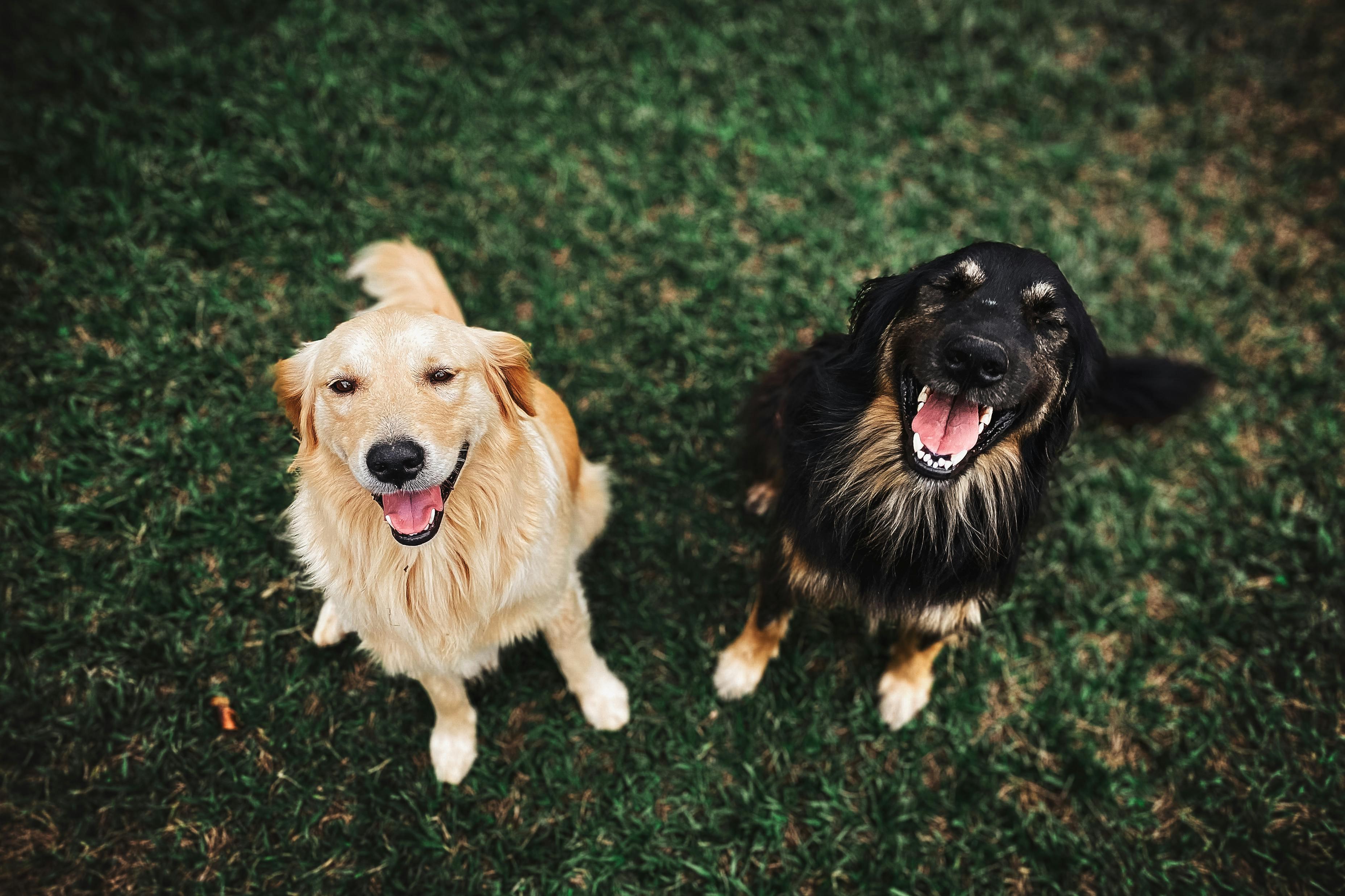 Two dogs in meadow