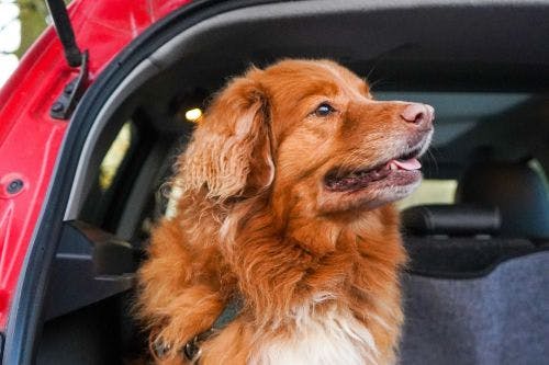 Mit dem Hund im Auto unterwegs - Was sind die Regeln? 