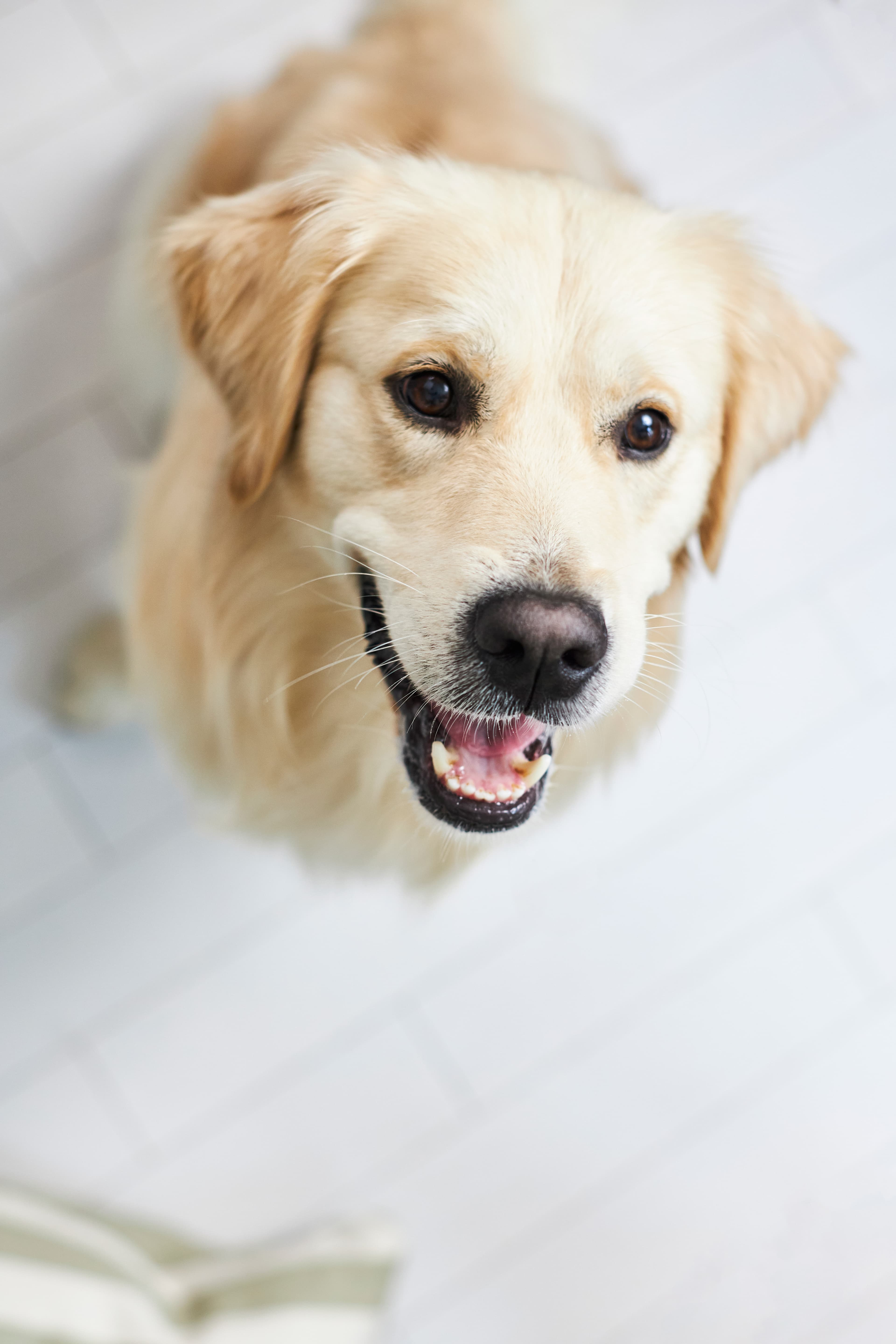 Dog yawns on couch