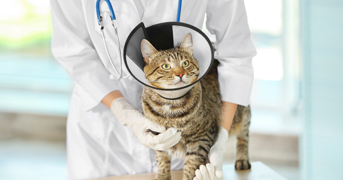 Bereite deine Katze auf den Tierarztbesuch vor 