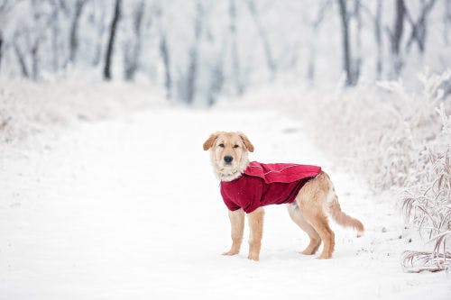How to protect your dog during winter and cold