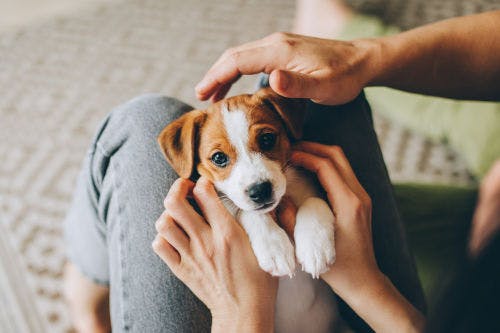 Why you should make your home safe for your puppy
