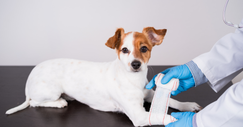 Tipps für einen entspannteren Tierarztbesuch mit deinem Hund