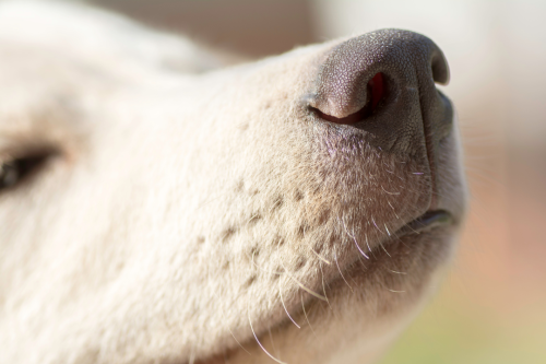 Aktiviere deinen Hund mit Nasenarbeit