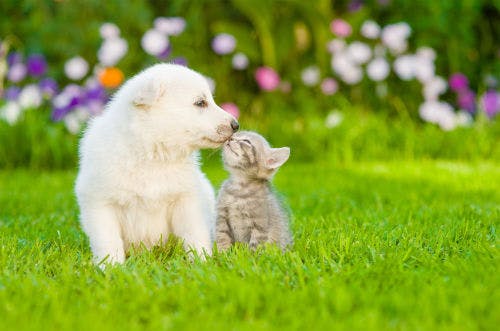 Step by step that makes your dog and cat friends