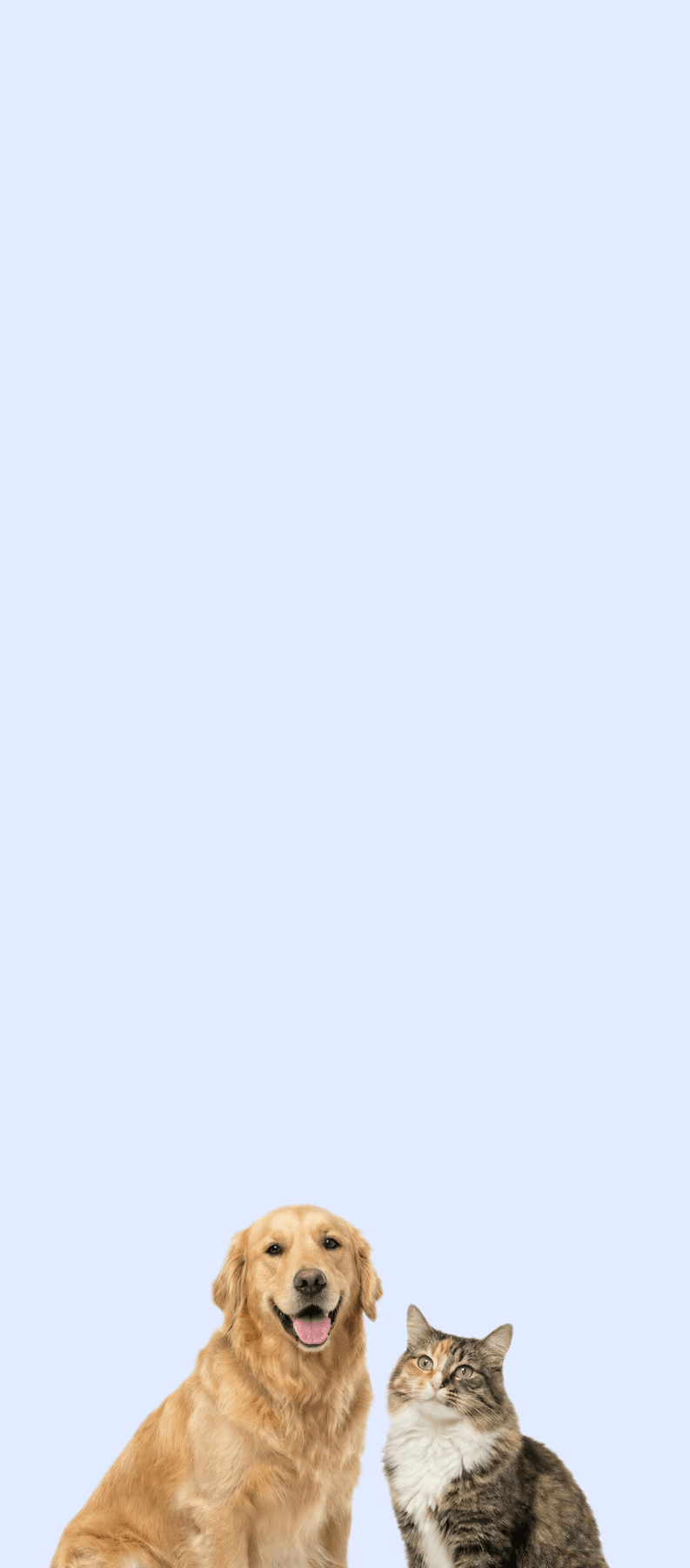 Kampagne Tierheim Berlin 2025 (Hero)