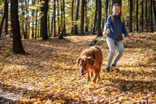 What to do if your dog pulls on the leash