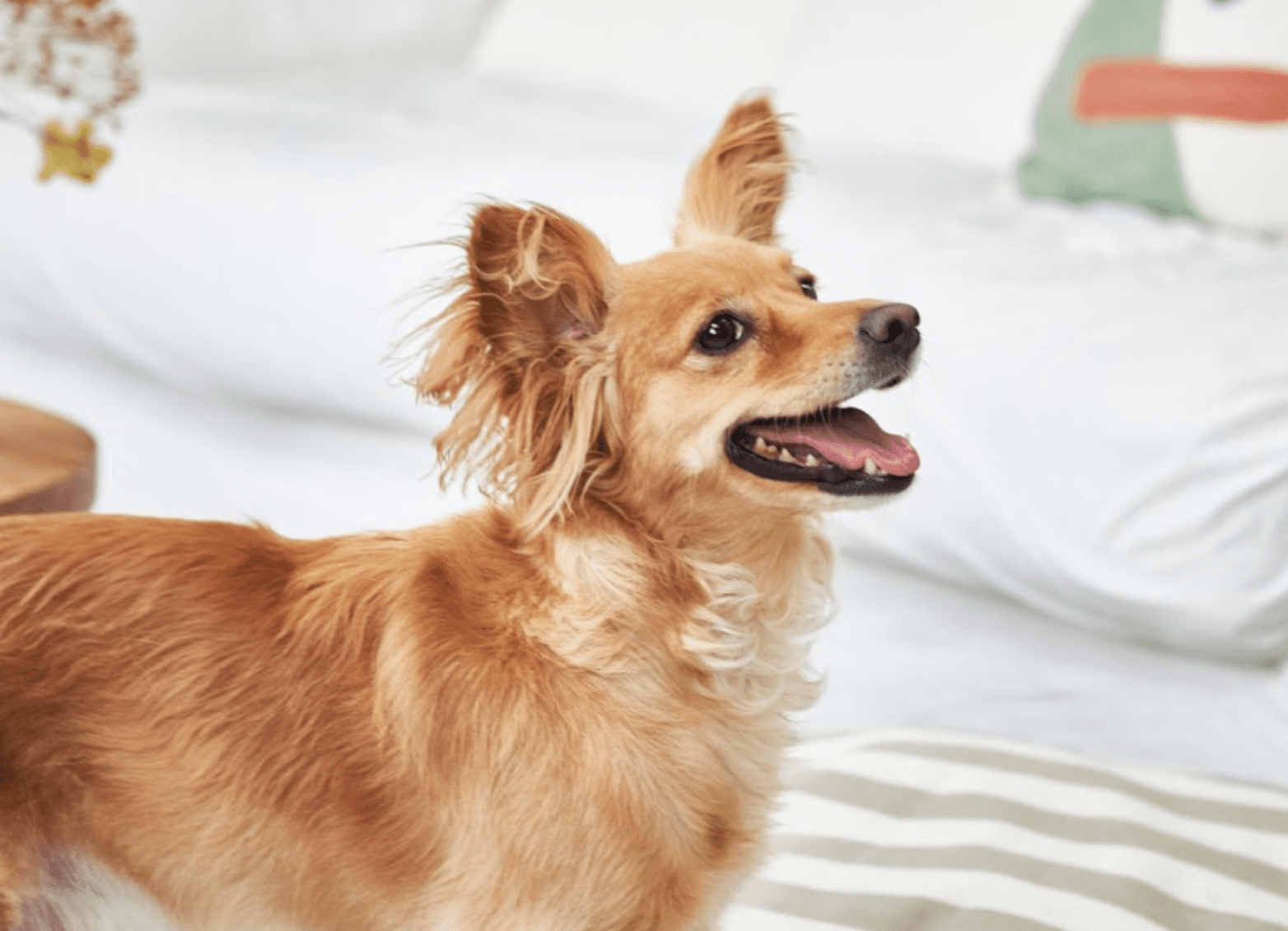 Hund Hundekrankenversicherung card