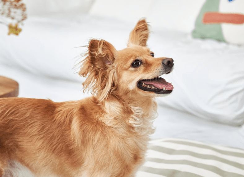 Dog full health card