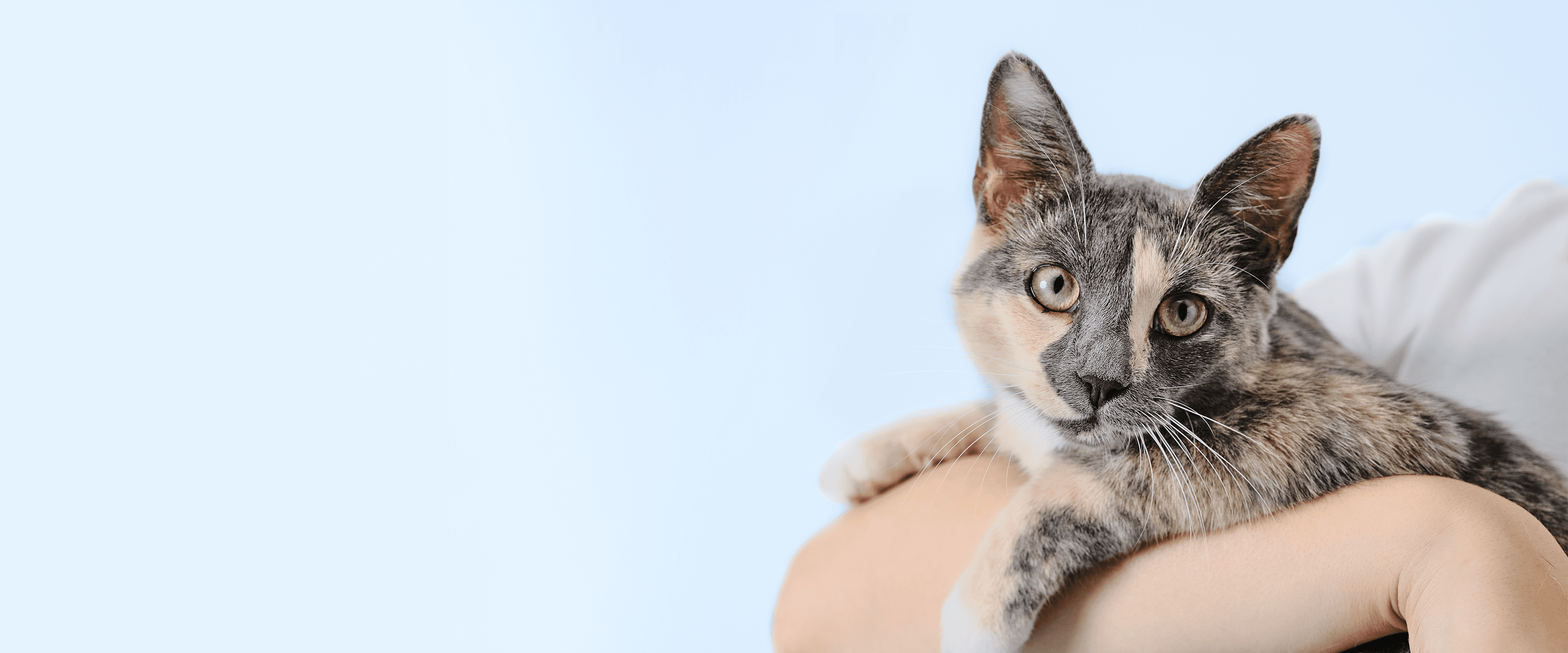 Cat2-Desktop
