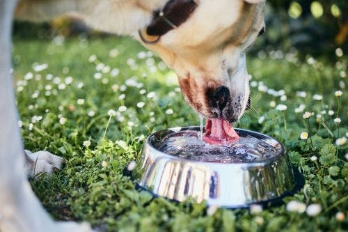Flüssigkeitsersatz herstellen für deinen Hund