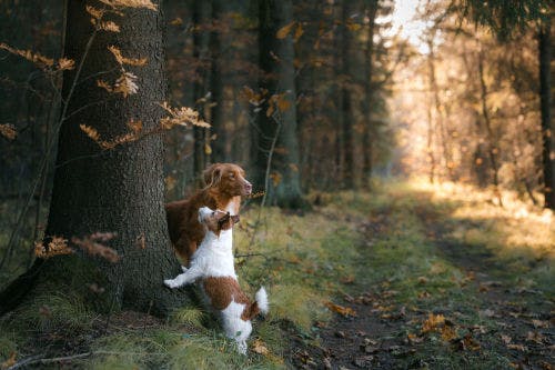 5 exercises for more fun walks with your dog