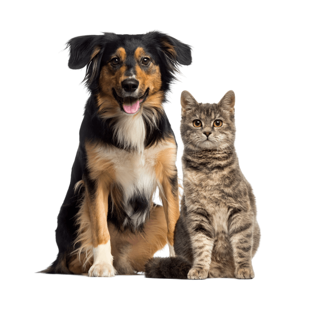 Dog and cat