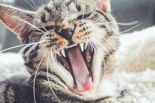 Über den Mund und die Zähne der Katze
