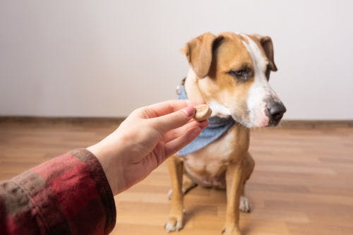 2 Übungen, um deinem Hund Impulskontrolle beizubringen