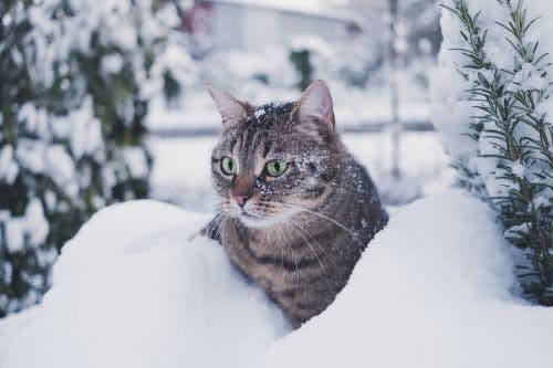 Darf meine Katze im Winter draußen sein?