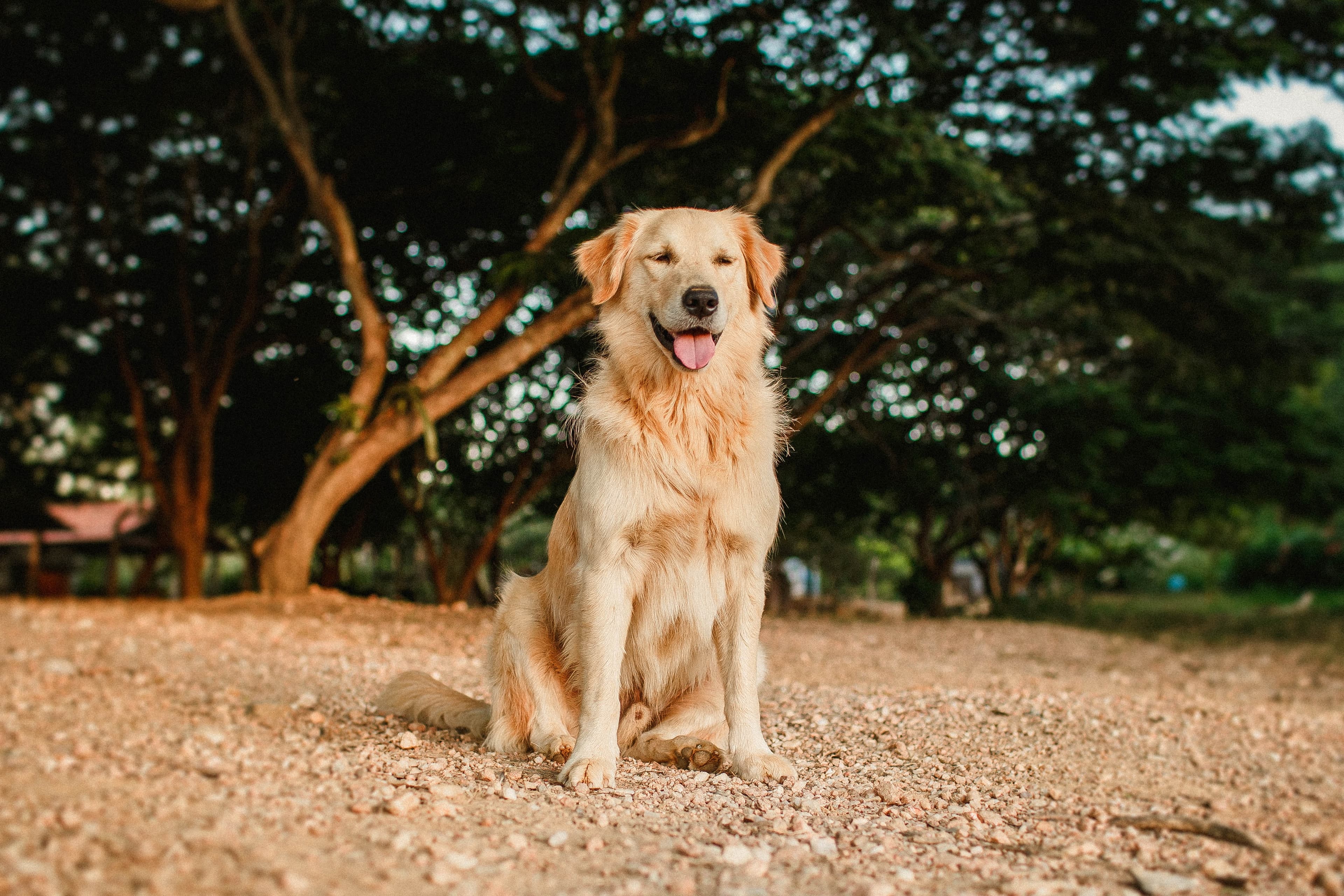 Golden retriever