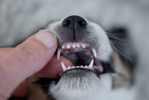 Beginne damit, deinem Hund die Zähne zu putzen