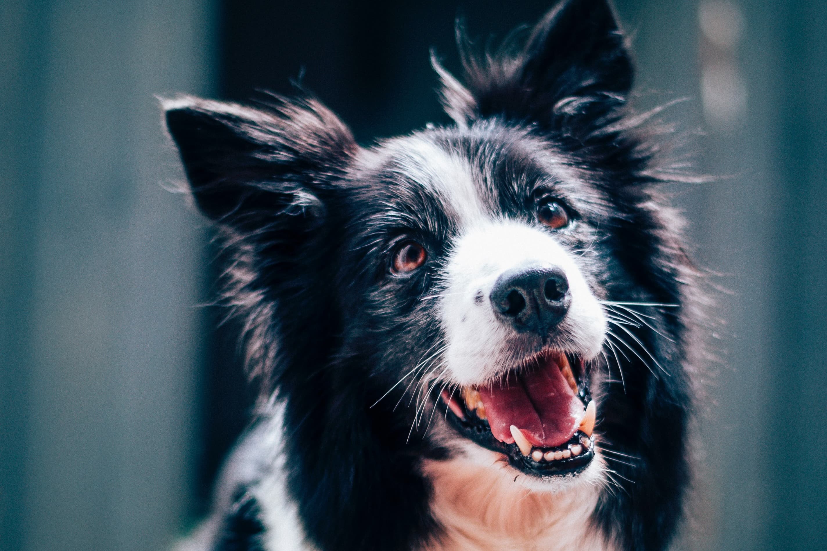 Border collie