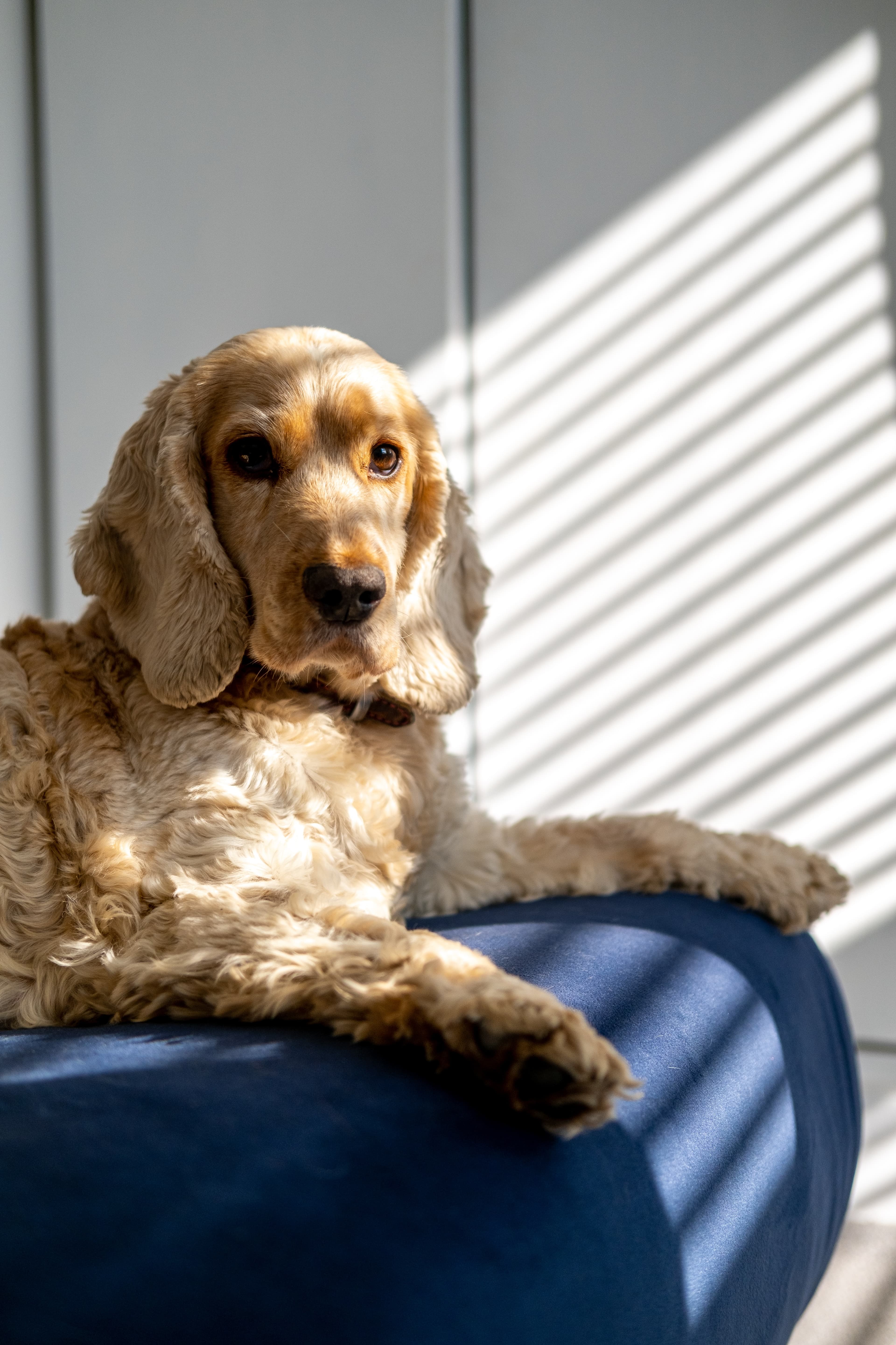 Cocker Spaniel