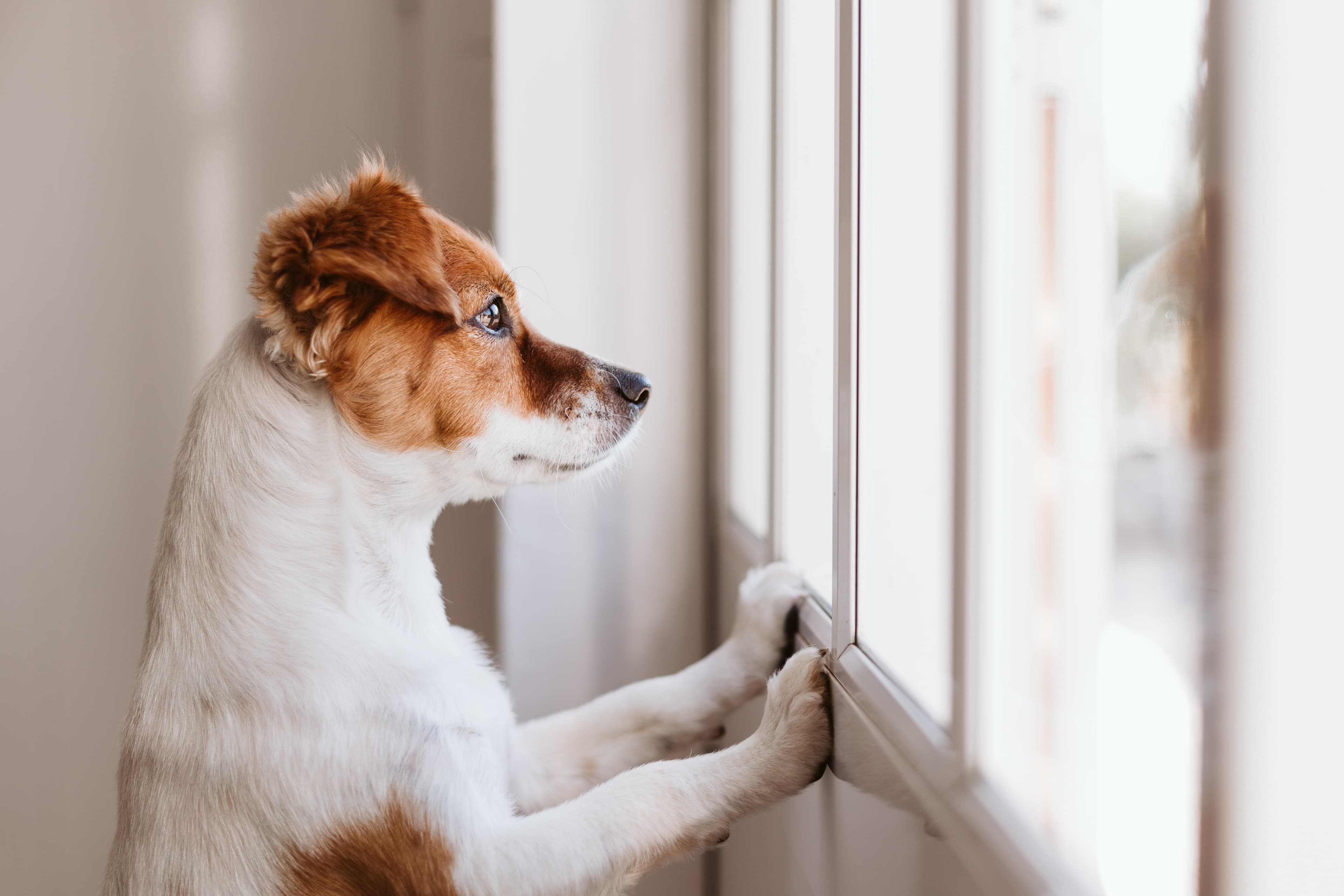 separation anxiety dog