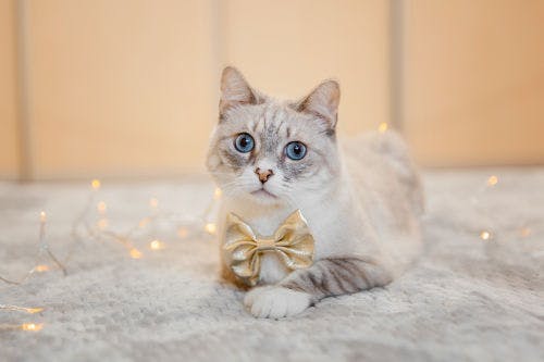 How to help your cat during the New Year and fireworks