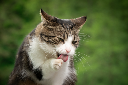 Wie du Allergien bei deiner Katze erkennen kannst