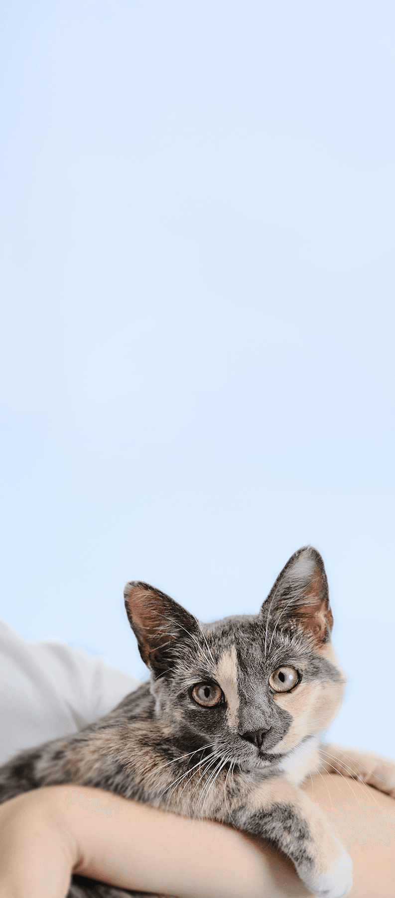 Cat2- Mobile