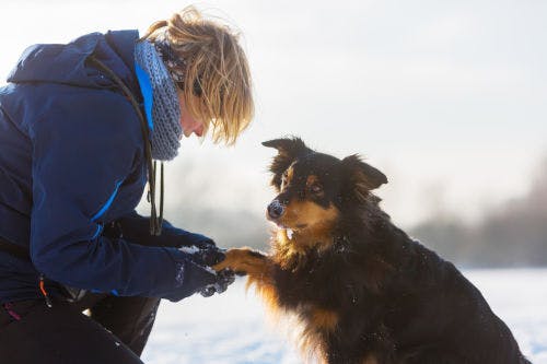 Pflege die Pfoten deines Hundes in diesem Winter