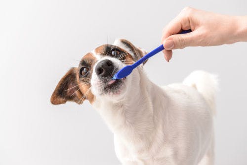 Achte auf Zähne deines Hundes