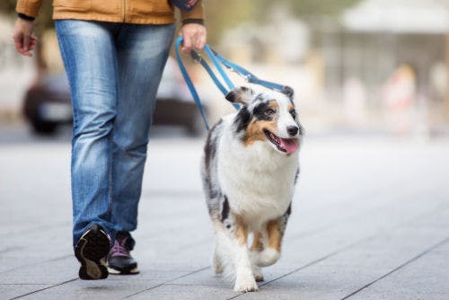 Prevent your dog from eating inappropriate things on your walks