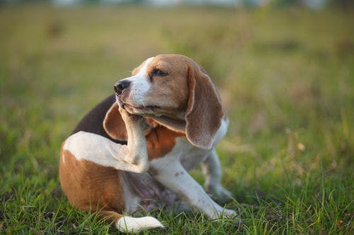 The parasites that cause itchiness in your dog