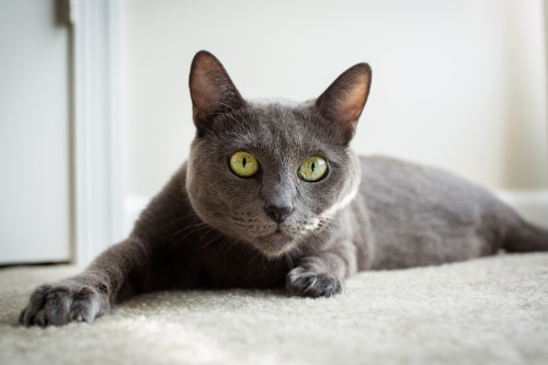 Russian Blue - Everything you need to know about the cat breed