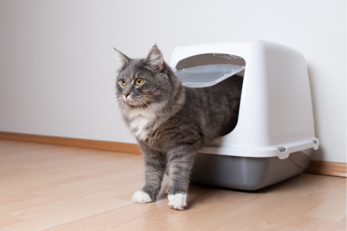 Cats and litter box