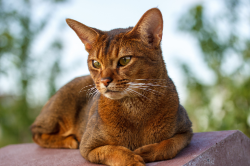 Abyssinian - Everything you need to know about the cat breed