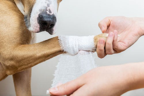 A First-Aid kit for your dog