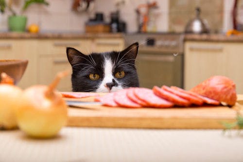 Lebensmittel, die für deine Katze giftig sind