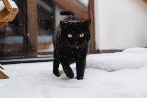 Schützen Sie Ihre Katze vor Kälte