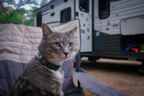 Cat Camper Holiday